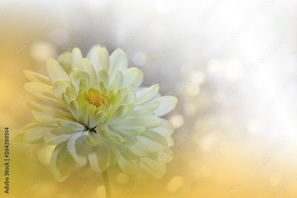 Fototapeta premium Beautiful Nature Background.Close up Photography.Abstract Macro Photo of Amazing Spring Magic Flowers.Art Design.Fantasy Floral Art.Creative Artistic Wallpaper.Yellow Chrysanthemum Flower.Beauty.