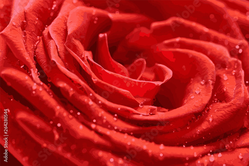 Red rose close-up with drops of dew.