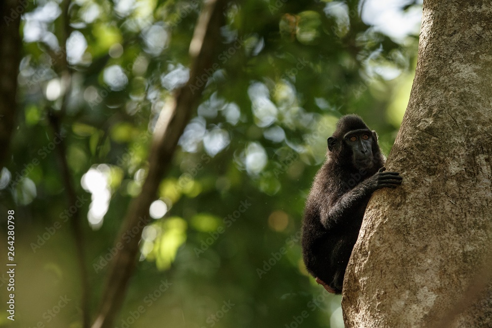 Fototapeta premium Celebes crested macaque on the branch of the tree. Close up portrait. Endemic black crested macaque or the black ape. Natural habitat. Unique mammals in Tangkoko National Park,Sulawesi. Indonesia