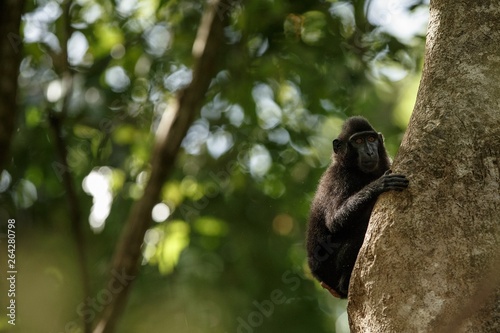 Celebes crested macaque on the branch of the tree. Close up portrait. Endemic black crested macaque or the black ape. Natural habitat. Unique mammals in Tangkoko National Park,Sulawesi. Indonesia