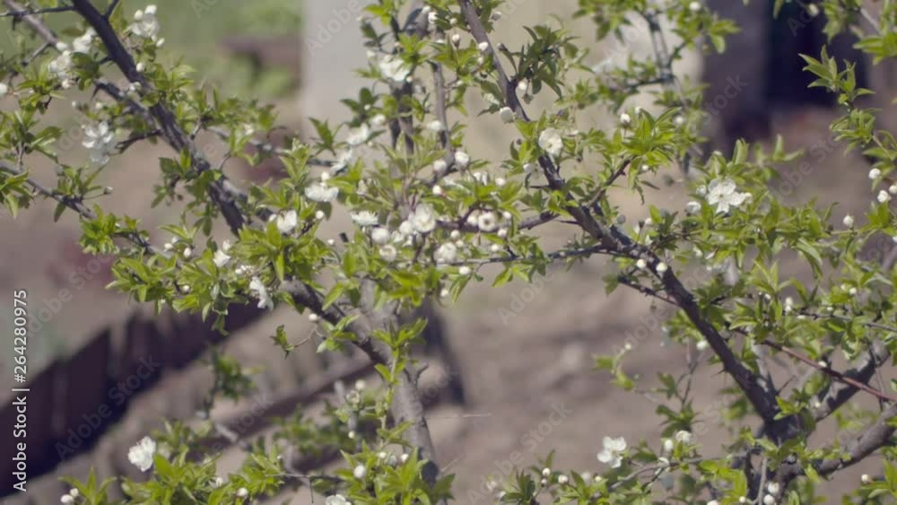 Close up for white apple flower buds on a branch. Blooming snow-white apple trees in spring. Close up for white apple flower buds on a branch. Blooming snow-white apple trees in spring.