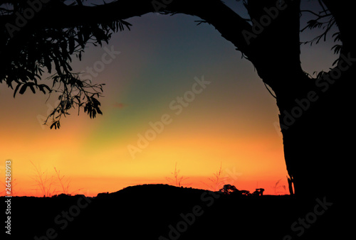Silhouette of tree at sunset