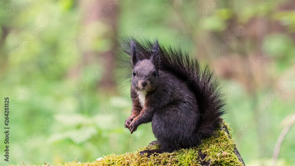 Eichhörnchen im Wald Eichhörnchen im Wald