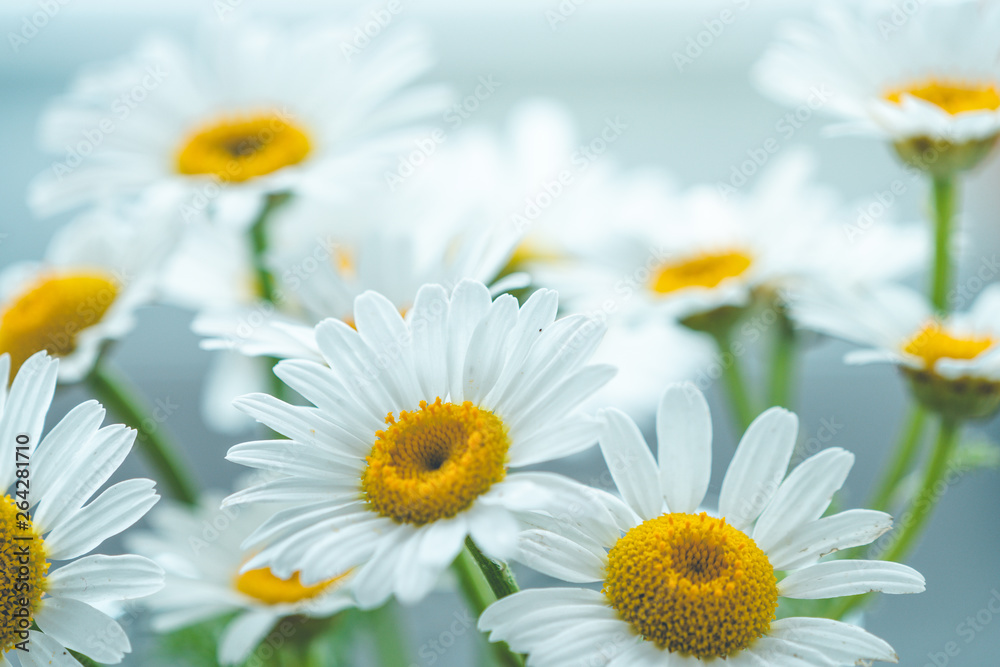 Fototapeta premium daisies isolated in spring