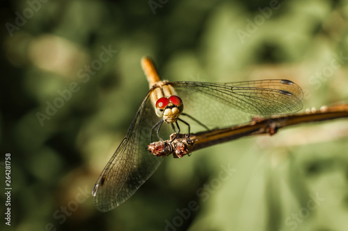 close-up of dragonfly on a branch © Michael