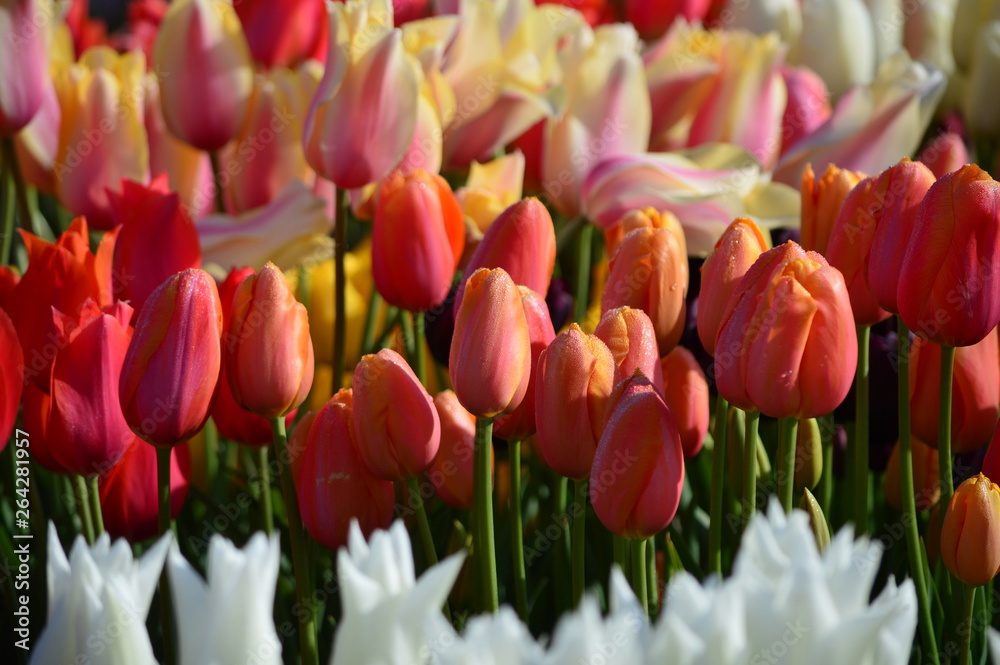 Orange Tulips at Wooden Shoe Tulip Festival in Woodburn Oregon Orange Tulips at Wooden Shoe Tulip Festival in Woodburn Oregon