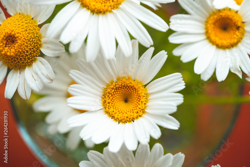 daisies isolated in spring