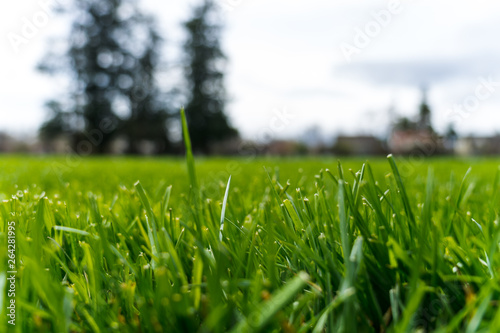 close up shot of the grass
