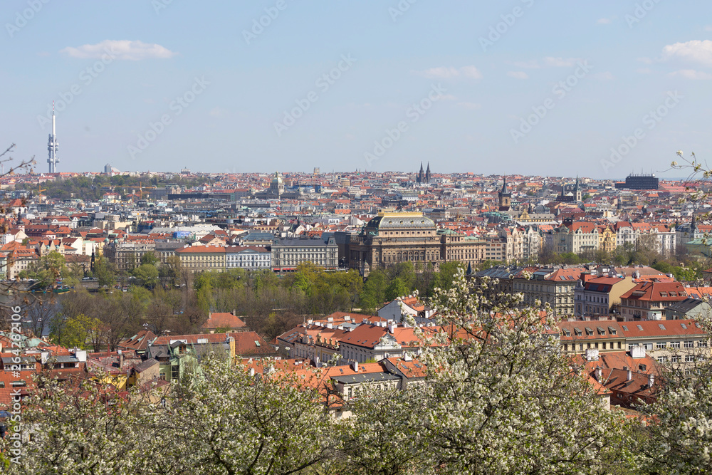 Obraz premium Spring Prague City with the green Nature and flowering Trees, Czech Republic