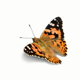 Schmetterling 556