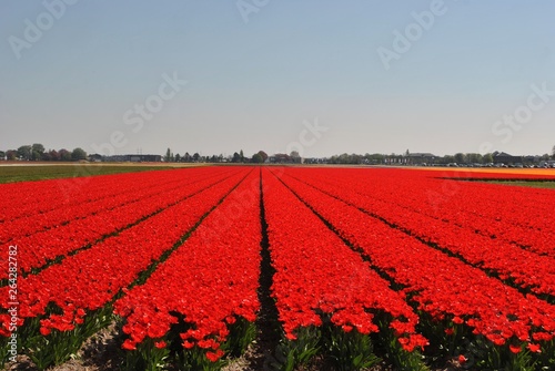 Pola tulipanów