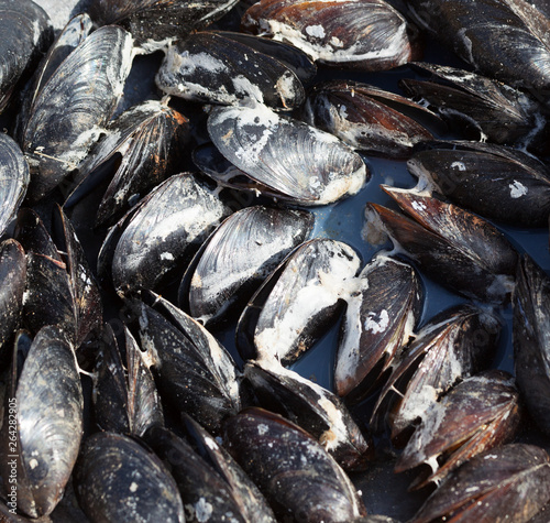 Freshly cooked wet mussels on sea coast