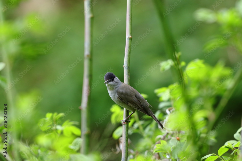 Obraz premium Mönchsgrasmücke