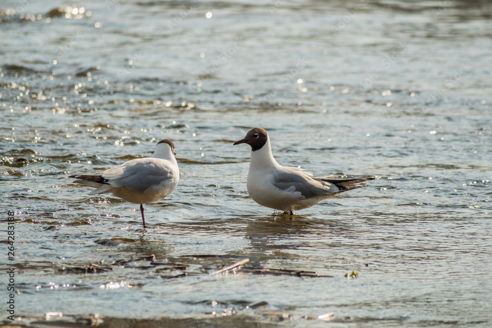 A seagull stands in the water near the waterfall. A seagull stands in the water near the waterfall.