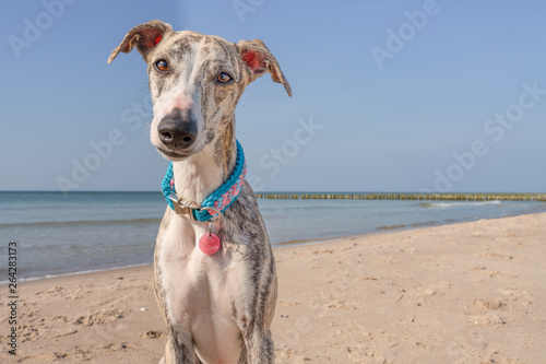 hübsche, neugierige Whippet Hündin / Windhund  am Strand photo