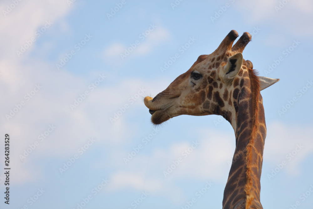 Giraffe / Giraffe / Giraffa Camelopardalis Giraffe / Giraffe / Giraffa Camelopardalis