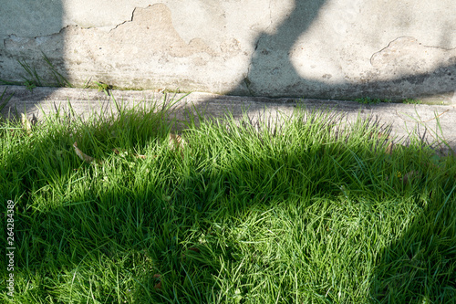 Beatiful shadows on grass and an old crackling wall.