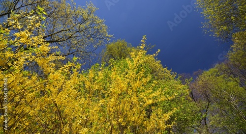 Spring Impressions from the Goethe Park in Berlin-Wedding from April 21, 2015, Germany