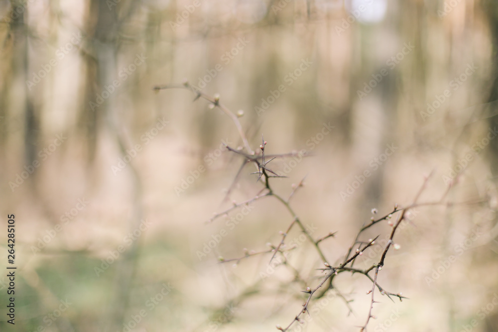 Spring wallpaper. Abstract blurred background. Springtime. Branches of trees with soft focus. Spring wallpaper. Abstract blurred background. Springtime. Branches of trees with soft focus.