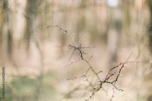  Spring wallpaper. Abstract blurred background. Springtime. Branches of trees with soft focus. © paralisart