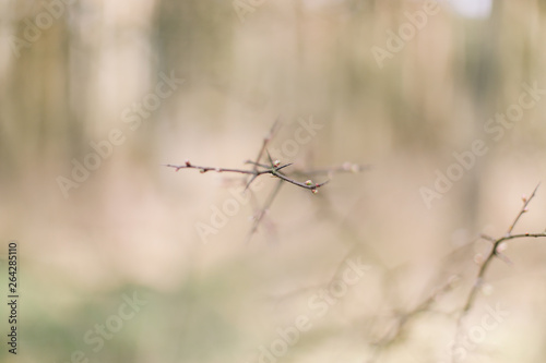  Spring wallpaper. Abstract blurred background. Springtime. Branches of trees with soft focus.
