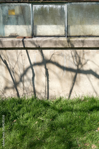 Beatiful shadows on grass and an old crackling wall.