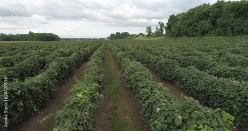 Grapevines at Upstate New York Winery