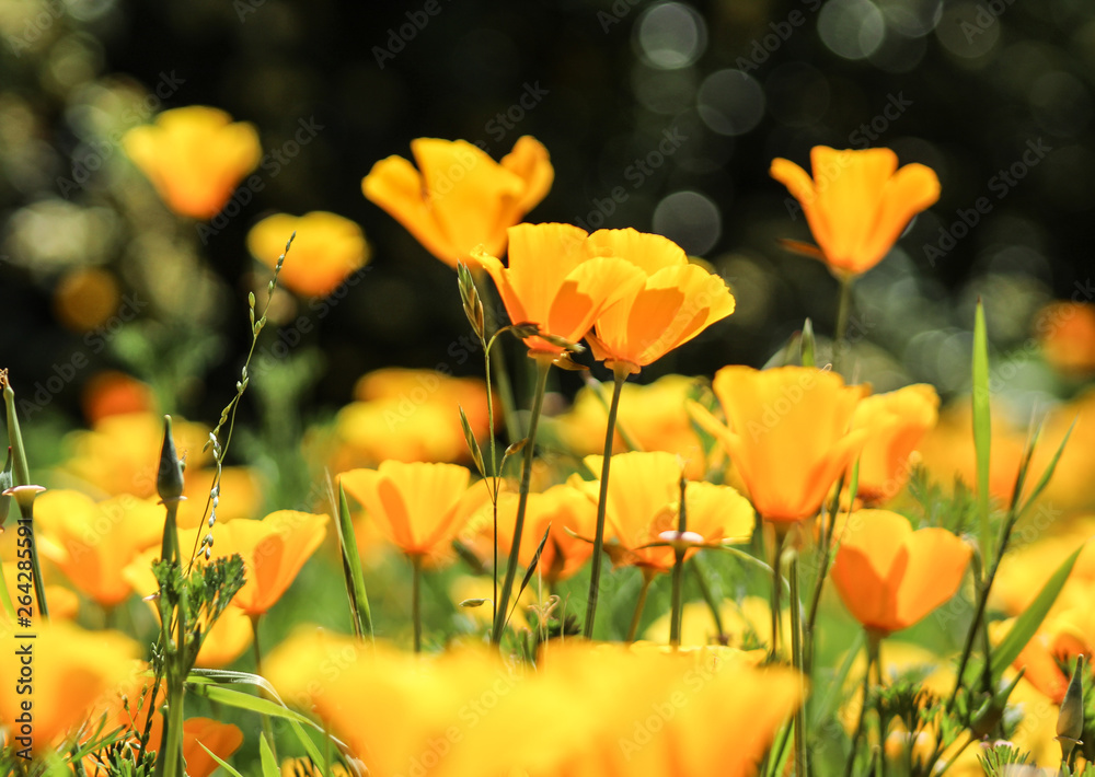 Poppies in Bloom at South Coast Botanic Garden, Palos Verdes, California Poppies in Bloom at South Coast Botanic Garden, Palos Verdes, California
