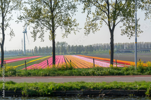 Landscape with blossoming tulip fields, mills, bicycle path and highway, Dutch lifestyle photo