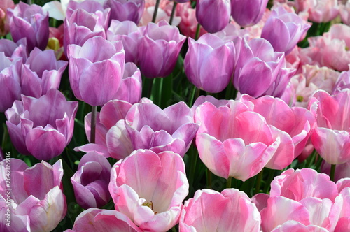 Pink Tulips at Wooden Shoe Tulip Festival in Woodburn Oregon