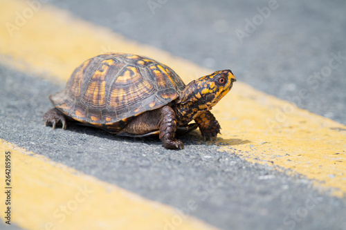 Eastern Box Turtle Crossing the Road