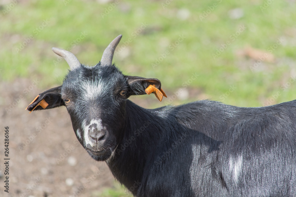 portrait of a goat portrait of a goat