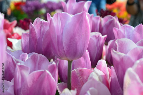 Pink Tulips at Wooden Shoe Tulip Festival in Woodburn Oregon © Ganeshkumar