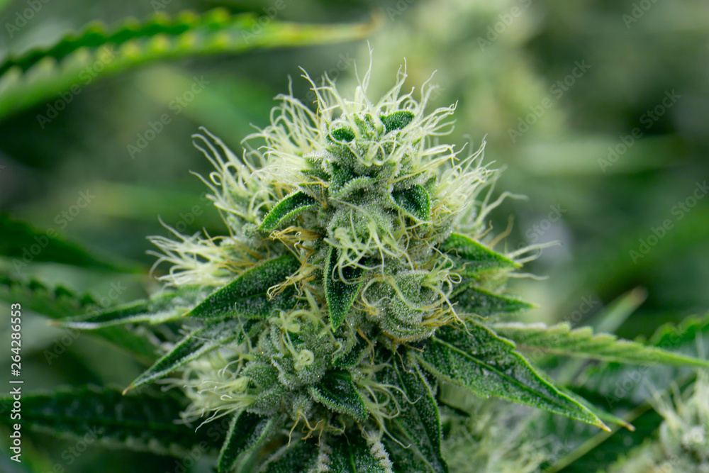 Close Up Marijuana Plant Close Up Marijuana Plant