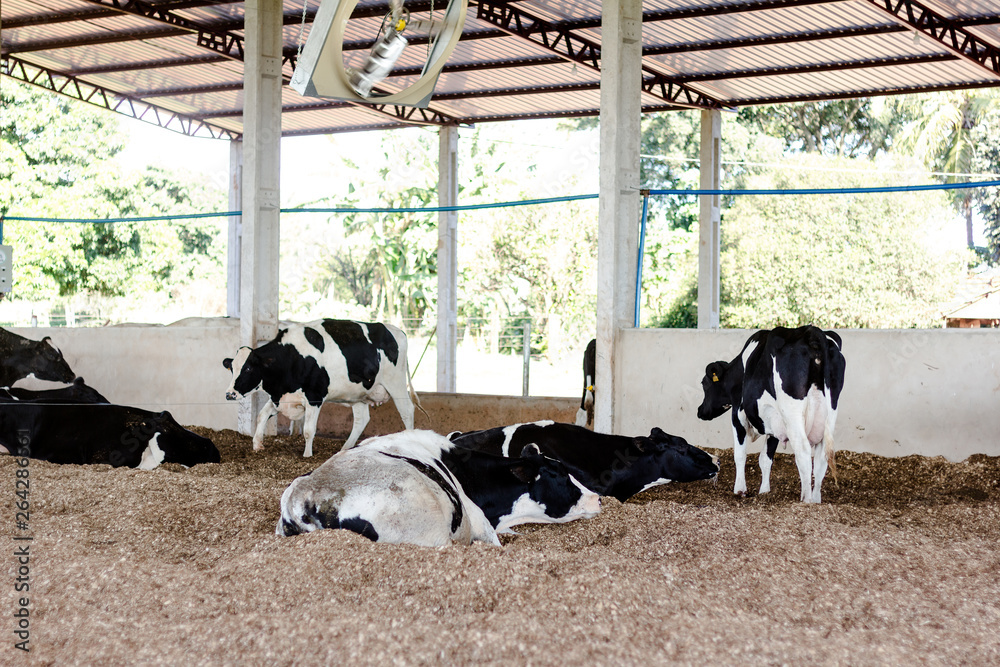 Milk cows in the Compost Barn a confinement system that ensures comfort to the animals and