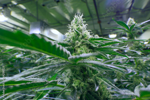 Marijuana Plant Indoor