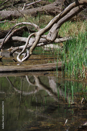 Branch reflection in water