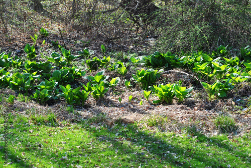 Skunk Cabbage Growing at the Edge of the Woods photo