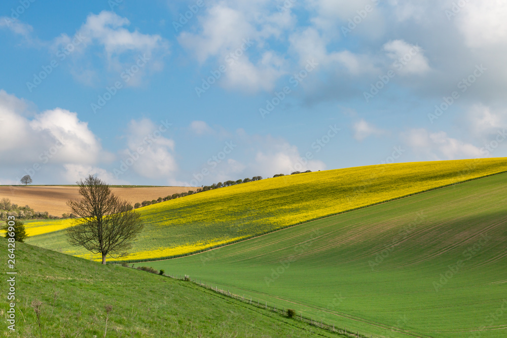 Obraz premium A Spring Farmland View in the South Downs in Sussex