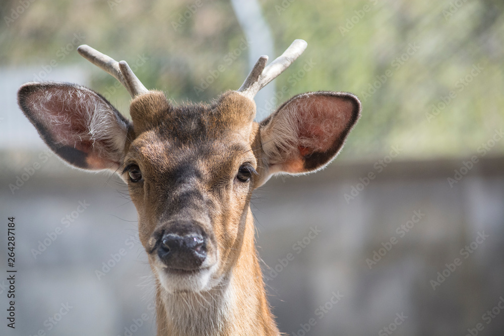 Fototapeta premium portrait of a deer