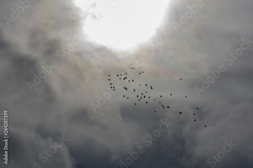 flock of birds flying in stormy sky 
