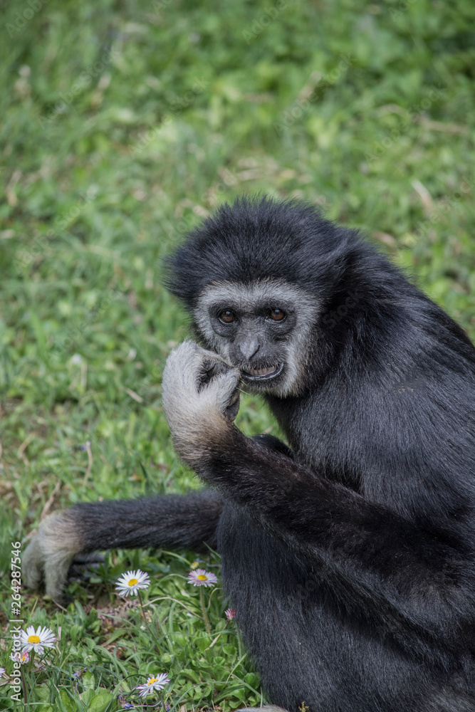 Monkey sitting on the grass eating salad Monkey sitting on the grass eating salad