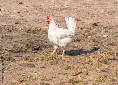 Chicken broilers. Poultry farm. White chicken walkinng in a farm garden photo