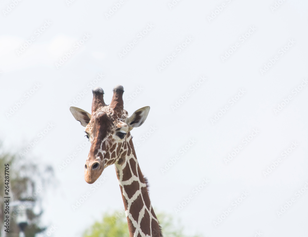 Naklejka premium portrait of a giraffe
