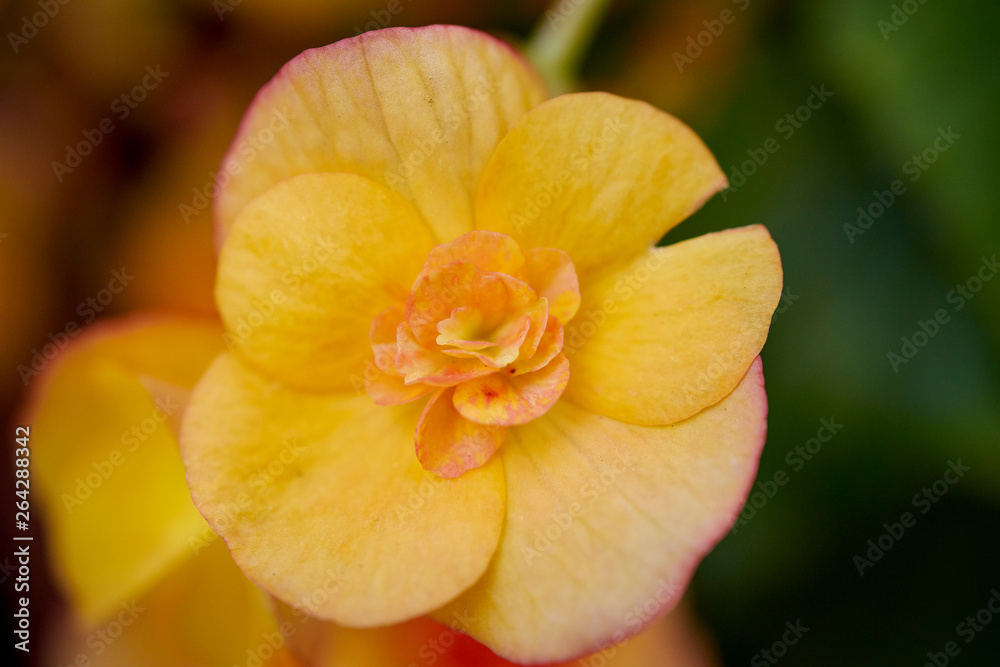 Close up of beautiful yellow flower in forest