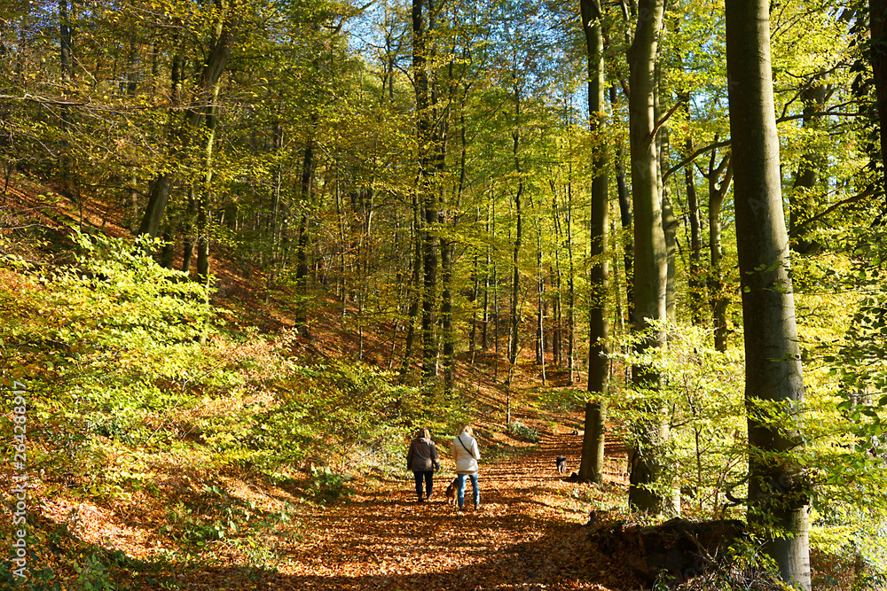 Spaziergänger mit Hunden im Herbstwald