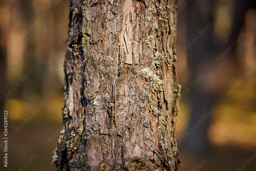 Closeup of tree trunk in beautiful sunny forest Closeup of tree trunk in beautiful sunny forest