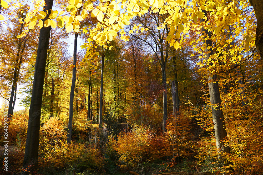  Herbstwald, leichtende Blätter