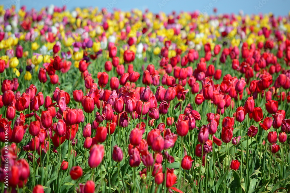 Wooden Shoe Tulip Festival in Woodburn Oregon Wooden Shoe Tulip Festival in Woodburn Oregon