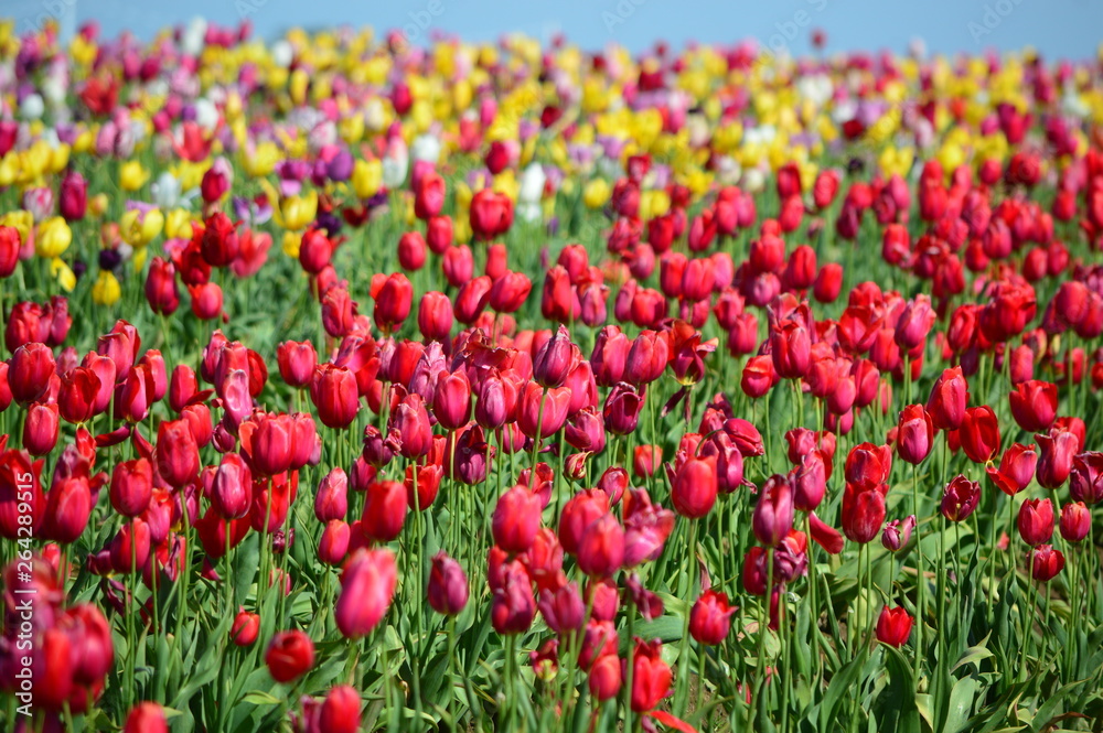 Wooden Shoe Tulip Festival in Woodburn Oregon